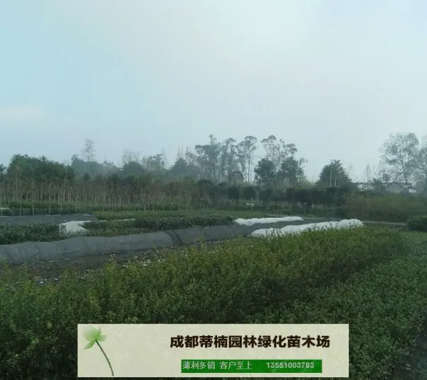 成都苗木基地供应小叶女贞 成都小叶女贞价格 成都小叶女贞苗木