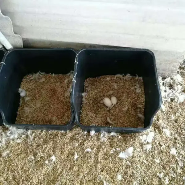 ����Ѽ���Ѻ�ɫ��������Ѽ������Ѽ�µ���