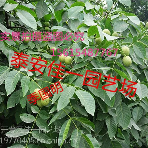 佳一园艺场果树苗木基地直销高产地径一公分品种香玲核桃苗品优惠销售中