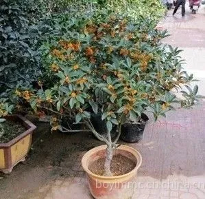 ��Ӧ���������𵤹��������ڹۻ�ֲ��޽ӹ�����������