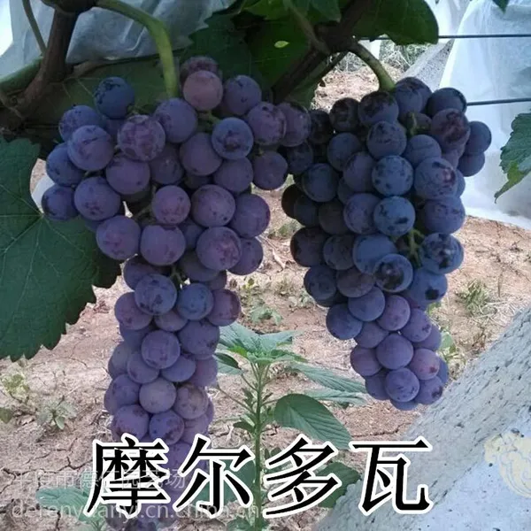 山东大泽山葡萄 扦插嫁接 摩尔多瓦葡萄苗 高产抗病 南北方种植