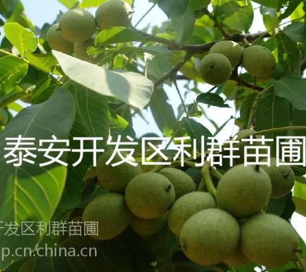 供应嫁接核桃苗 嫁接核桃苗价格 嫁接核桃树苗 嫁接核桃树 嫁接核桃树树苗