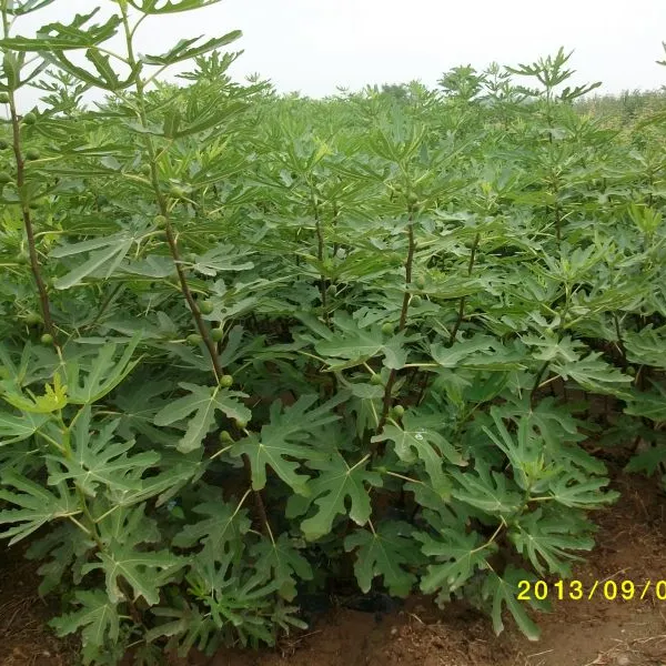 大量批发优质无花果苗 价格优惠 易成活 泰安润佳农业是