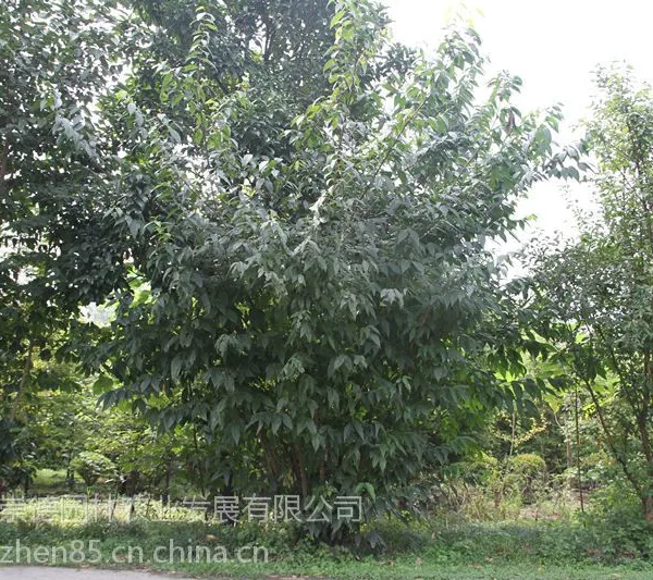 成都腊梅笼子基地 优质精品 好货 批发 一手货源 买腊梅到崇德园林