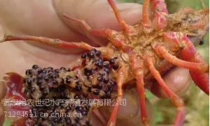 湖北龙虾苗,湖北龙虾养殖基地