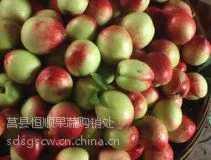 山东油桃产地、山东油桃网