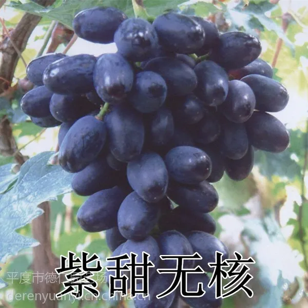 山东平度大泽山 嫁接扦插 紫甜无核葡萄苗 A17 晚熟高产 适合南方种植