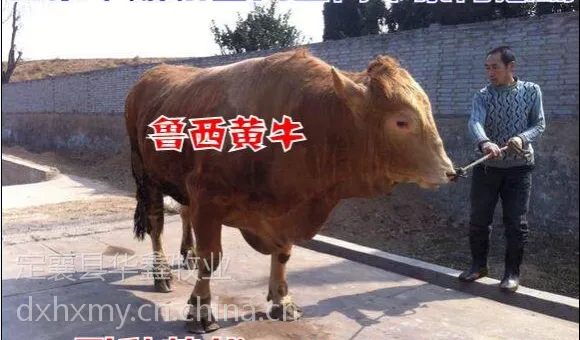 鲁西黄牛肉牛犊 品种牛随意选购有保证质量