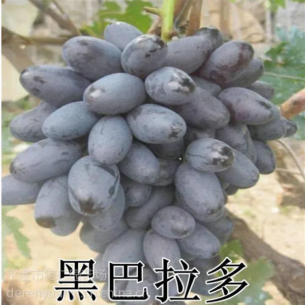 山东大泽山新品种 嫁接黑巴拉多葡萄苗 中晚熟葡萄苗品种 早熟高产 南北方种植
