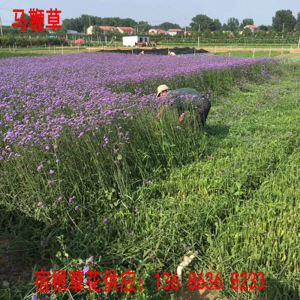�β��ֲ����حӪ�������β��������