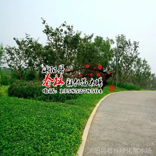 供应批发 白三叶草草坪 白三叶草种子 别名荷兰翘摇 白车轴草