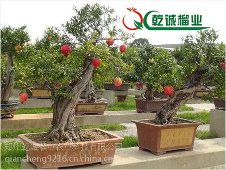 �ɻ�***��ʯ���辰����|�ߺ�ʯ���辰