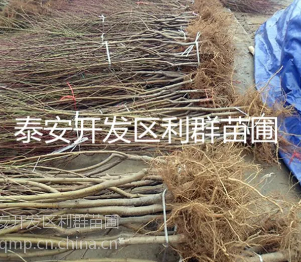 供应桃树苗 桃树苗价格 桃树批发 桃树树苗 桃苗基地