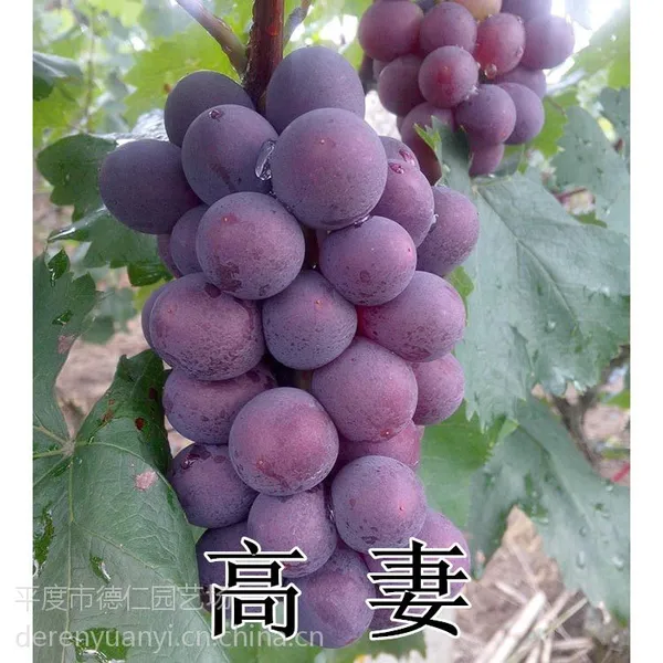 山东平度大泽山 嫁接扦插 高妻葡萄苗 南北方种植易管理抗雨水 葡萄树苗