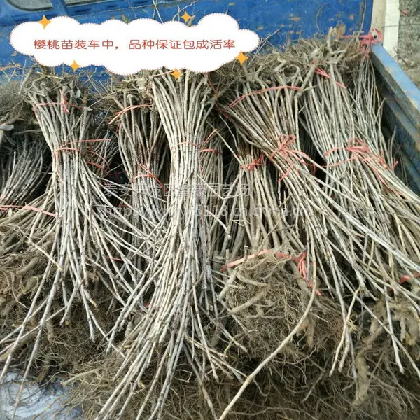 出售樱桃树苗 山东樱桃树苗种植基地 美早樱桃苗价格