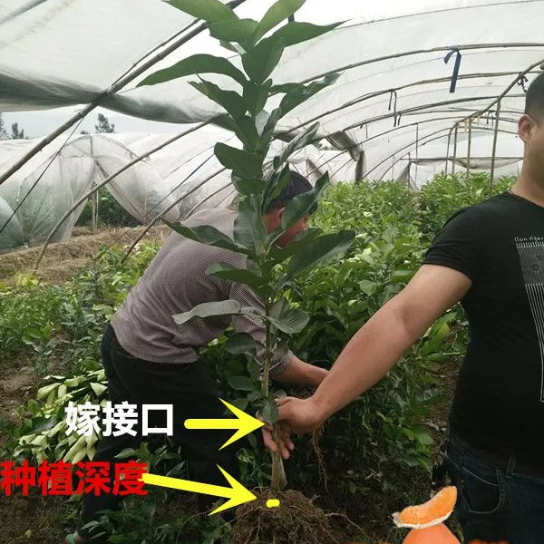 哪里有三红蜜柚大苗|福建三红蜜柚大苗