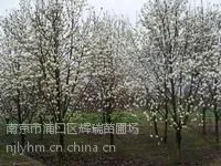 供应白玉兰价格白玉兰苗木价格表