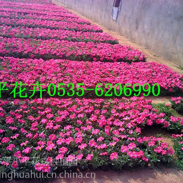 烟台矮牵牛花卉销售|烟台矮牵牛供应价格|烟台矮牵牛供应厂家|烟台小草花销售