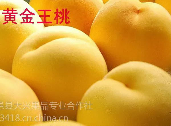 供应中国黄桃之乡脱毒黄桃树苗
