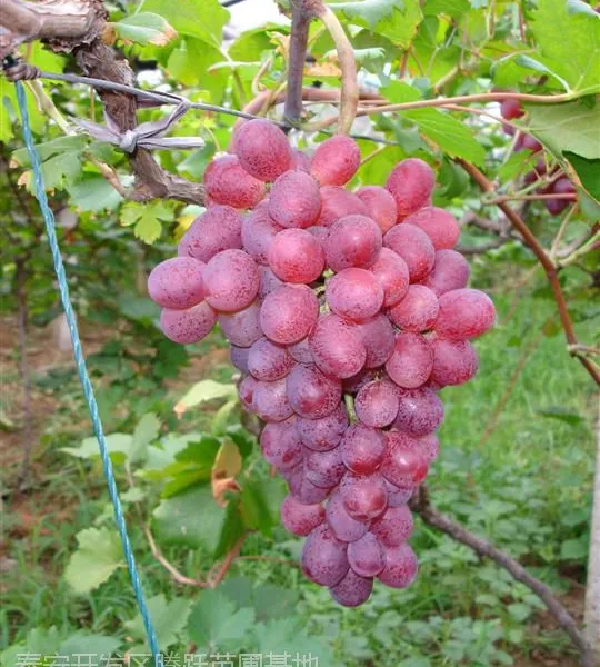 �޽�����ָ�����硢��Ʒ������ָ�������硢����ָ�����������