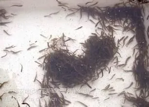 出售各种规格优质台湾泥鳅泥鳅苗