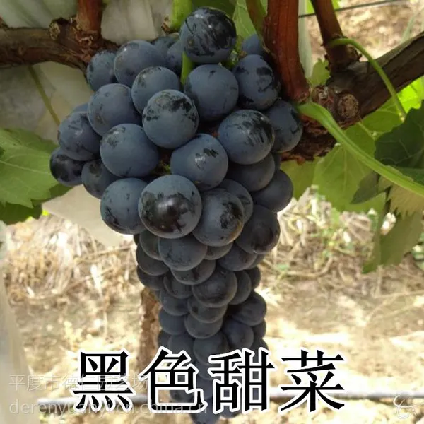 山东大泽山 嫁接黑色甜菜葡萄苗 早熟高产 露天大棚 南北方种植