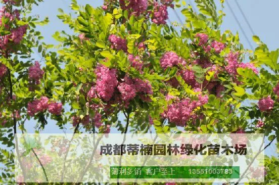 成都紫花槐苗圃基地 成都紫花槐苗价格 成都紫花槐苗供应基地