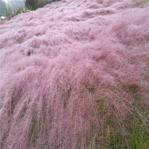 山东摆放小丽花种植基地