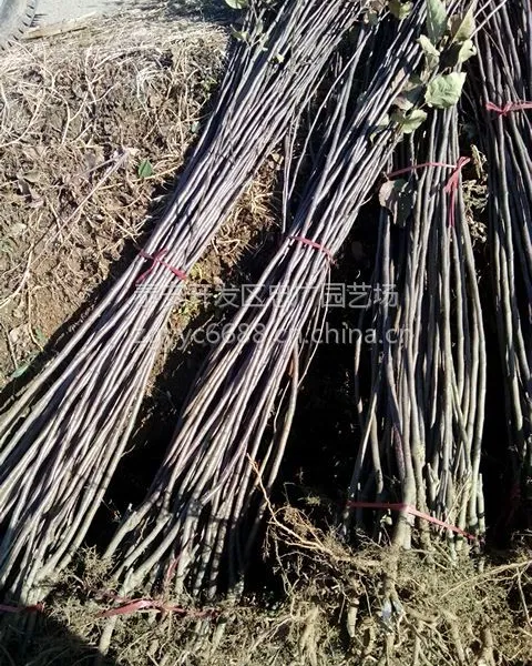 现在种什么品种的苹果好,富士苹果***,红富士苹果苗