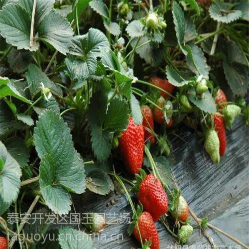 南方草莓苗品种 红颜草莓苗基地 红颜草莓苗价格 草莓苗价格