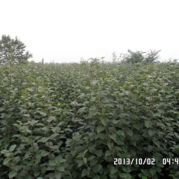 苹果苗多少钱?苹果苗基地哪里有?泰安润佳农业价格优惠 易成活