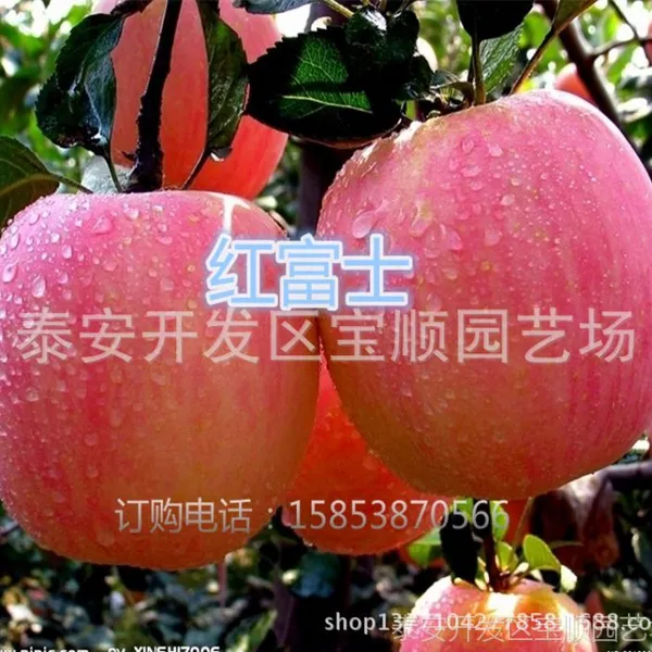 红富士苹果苗价格 苹果苗品种 种植苹果树苗哪个品种好