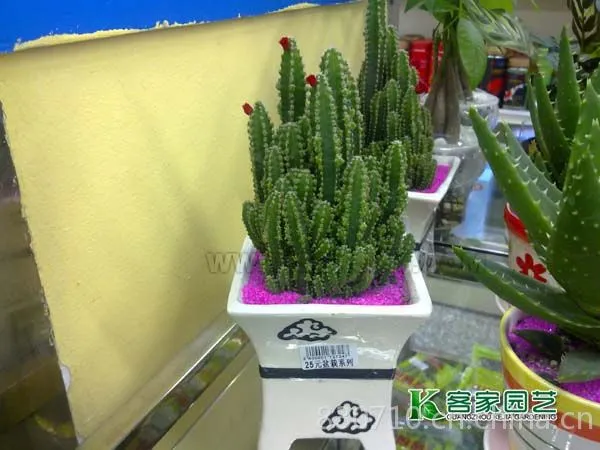 ��Ӧ���������ֲ����⻨ľ�����ֲ����