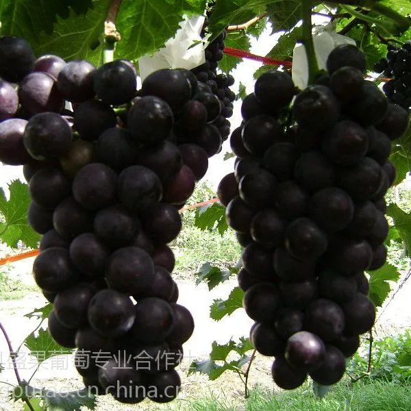 巨峰葡萄苗,夏黑葡萄苗