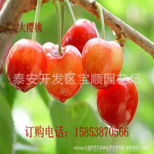 供应山东樱桃 樱桃树苗 适合南北方种植 品种纯 价格低
