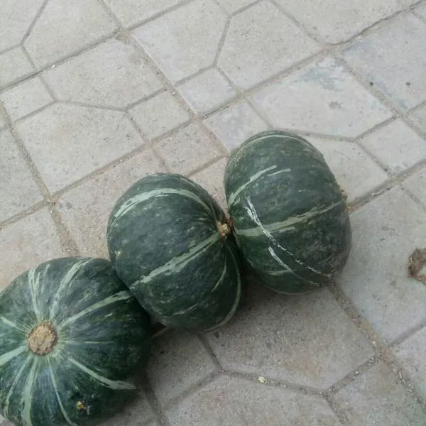 ����˹�Ϲ�