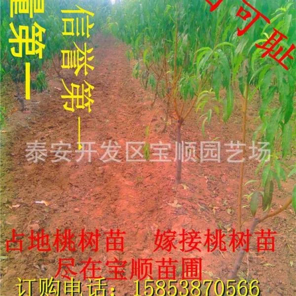 嫁接桃树 桃树苗出售 突围 川岛 重阳红等桃树苗批发 质优价廉