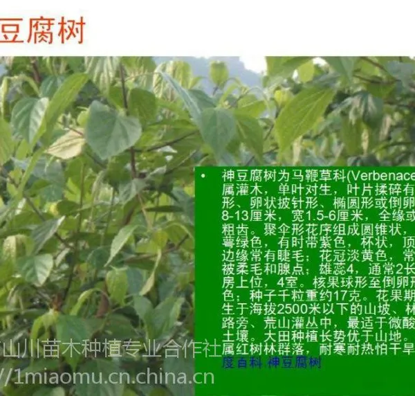 供应豆腐树苗、食用豆腐树叶、斑鸠树苗