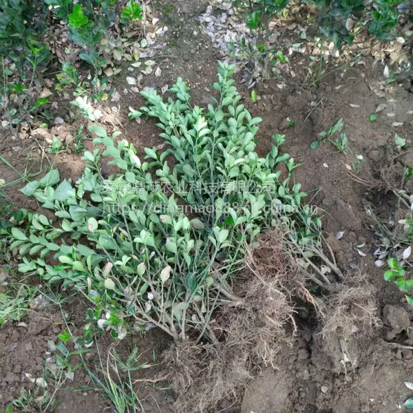 出售50公分高大叶黄杨树苗 70公分高冬青树苗山东绿化苗种植基地