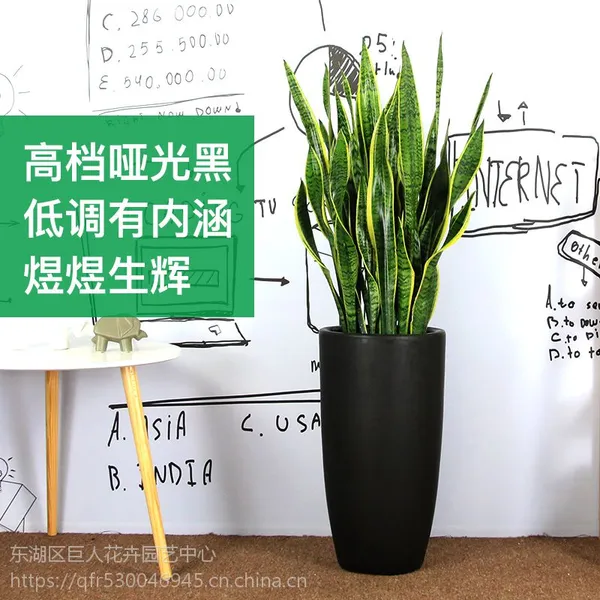 南昌花卉租赁办公室绿植租摆全市优惠价,鸭脚木35去除甲醛