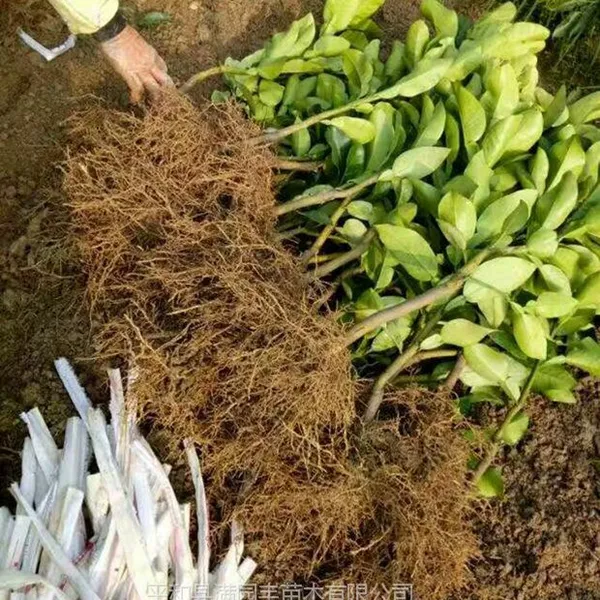 三红柚子种植|三红柚子苗要哪里买才正宗