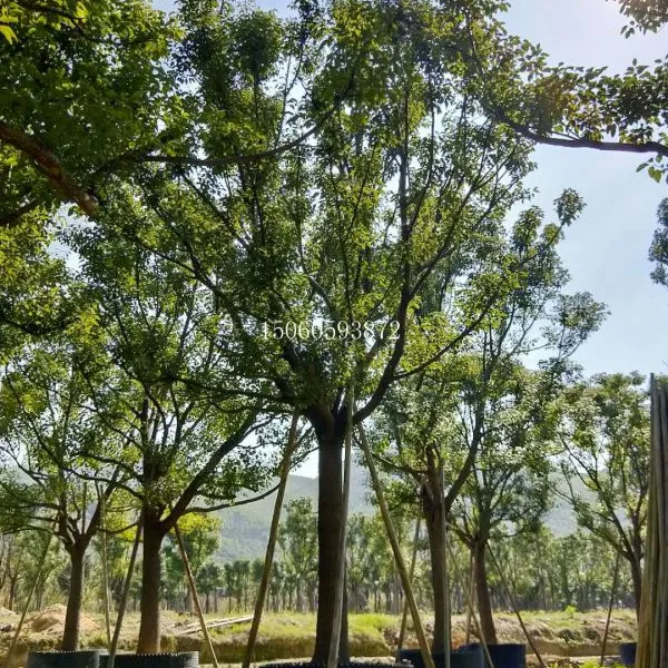 福建香樟江苏樟树(15公分)价格,苗枝叶粗壮,冠幅大,球枝叶繁密