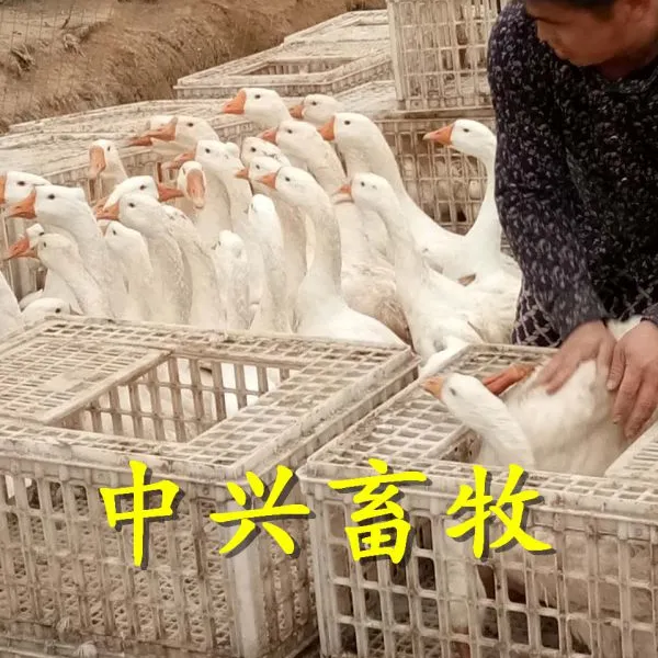 青年鸡笼 塑料运输笼 成鸡周转箱 塑料鸡筐厂家批发