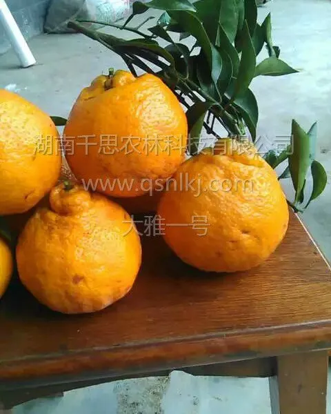 果实外观形似春见高糖杂柑 大雅一号柑橘苗千思农林直供