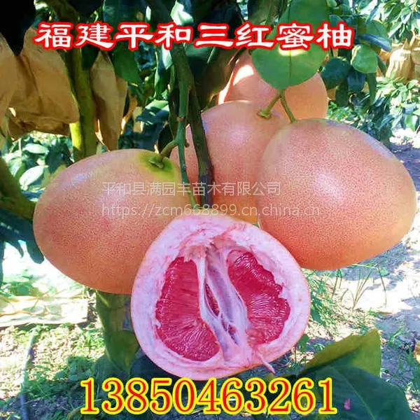 种植福建三红蜜柚苗选根部发达成活率才稳定