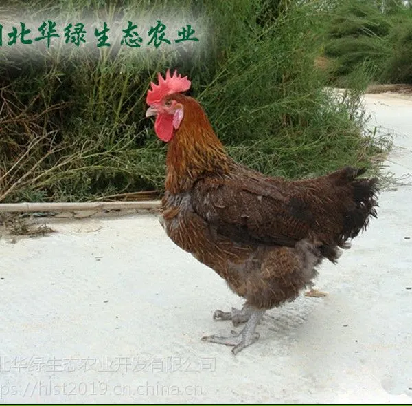 湖北土鸡苗 青脚麻鸡 红毛土公鸡 ---湖北华绿生态农业开发有限公司