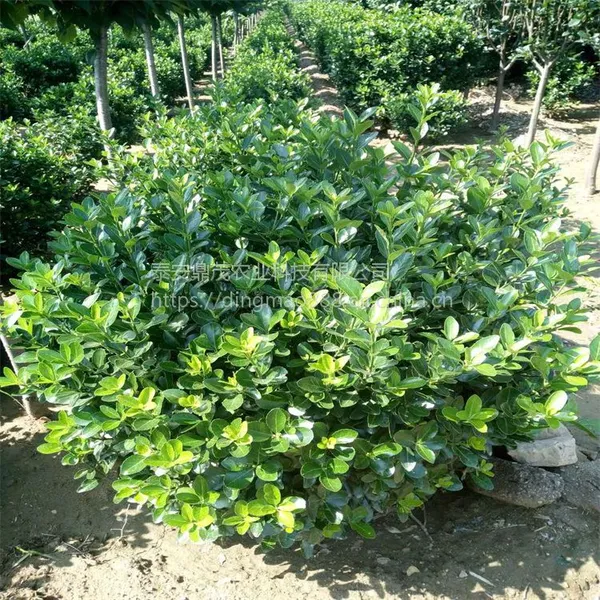 现货出售1米的冬青球 冠幅漂亮树形好 山东冬青树苗种植批发基地