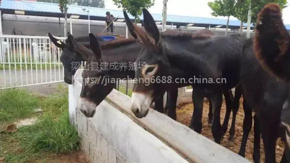 赞皇县大型肉驴养殖育肥小驴驹价格基础母驴价格怀孕母驴价格