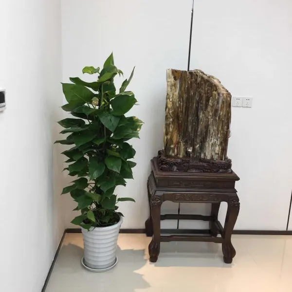 绿萝 供应上海写字楼 办公室绿植租赁租摆 室内绿化 室外景观 绿植养护 免费上门设计