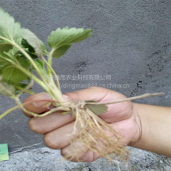 秋季预售草莓苗价格低廉 山东草莓苗新品种种植基地